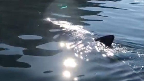 Usa, squalo uccide un sub in Massachusetts