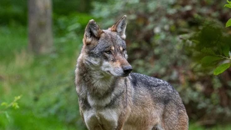 “Non demonizziamo il lupo”: ecco perché ha perso la sua naturale diffidenza verso l’uomo e attacca
