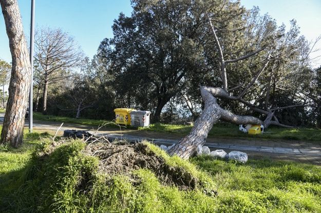 Posillipo, la collina verde non c'è più. I residenti: "Ostaggio degli alberi caduti"