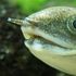 Il pesce cammina e respira fuori dall'acqua: ricostruita l'evoluzione della specie