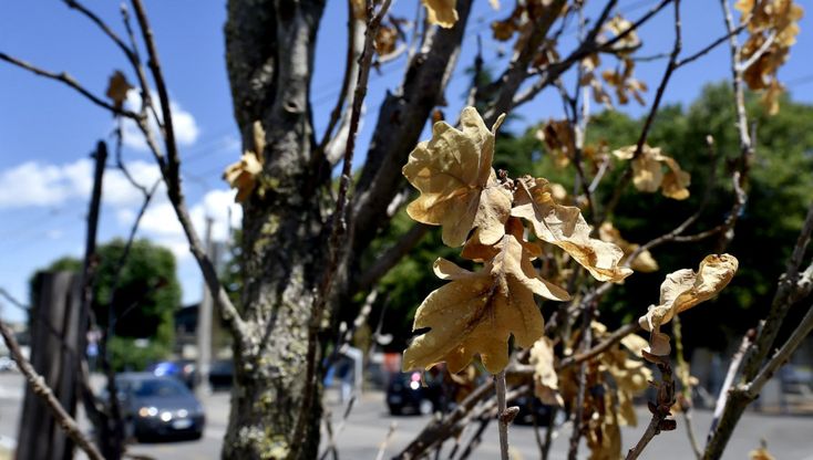 Viale Villetta: un anno dopo piante di nuovo secche - foto