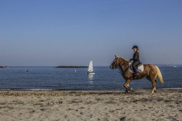 Ischia, sole e mare: in spiaggia lo show dei cavalli
