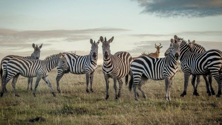 Perché le zebre hanno le strisce, l'ultima (definitiva?) ipotesi