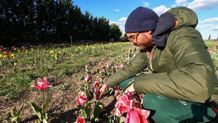 Il contadino social piange per i tulipani distrutti dalla grandine: piovono soldi e critiche. "La terra non mente, noi nemmeno"