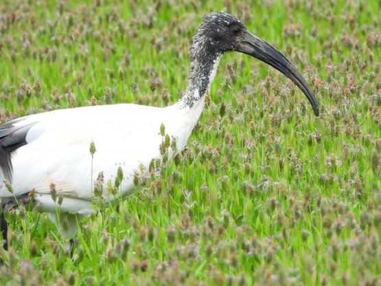 Matese, spunta l'ibis sacro, venerato nell'Antico Egitto