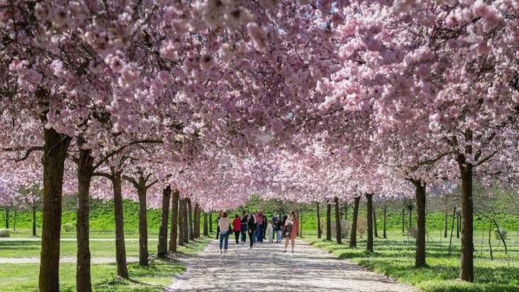 Tulipani e ciliegi un weekend in Piemonte immersi nei fiori
