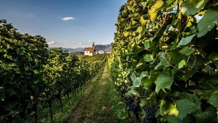Vino al vino: oltre il consumo, una cultura da comprendere e comunicare