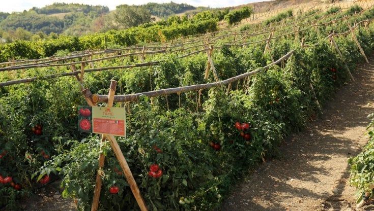 Riccio di Parma: iniziata la raccolta del pomodoro salvato dagli agricoltori custodi