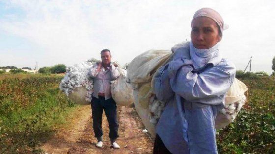 Uzbekistan, passa il ministro: il cotone viene riattaccato con la colla