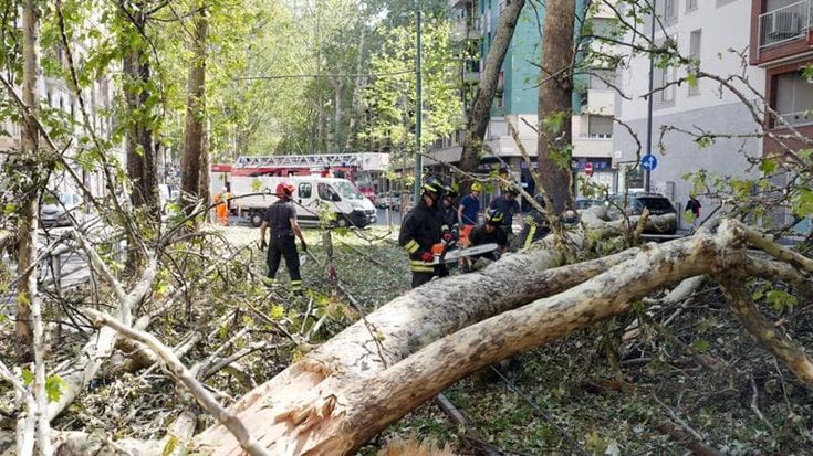 Cassetti, ante, pannelli: ecco come saranno riciclati gli alberi della tempesta