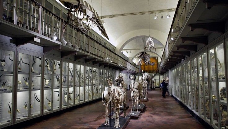 A Firenze slitta la riapertura della Specola: “Saremo pronti alla fine del 2023”