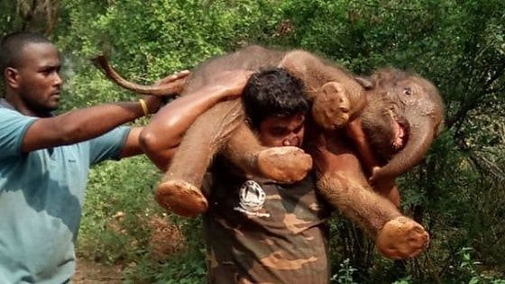 India, si carica sulle spalle un cucciolo di elefante di 100 chili per riportarlo dalla mamma