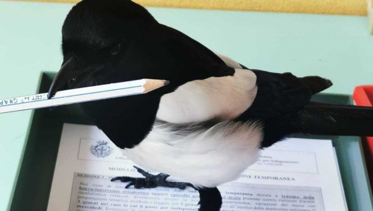 Parma, la gazza "studiosa": entra a scuola, prende un pennarello e lo riconsegna