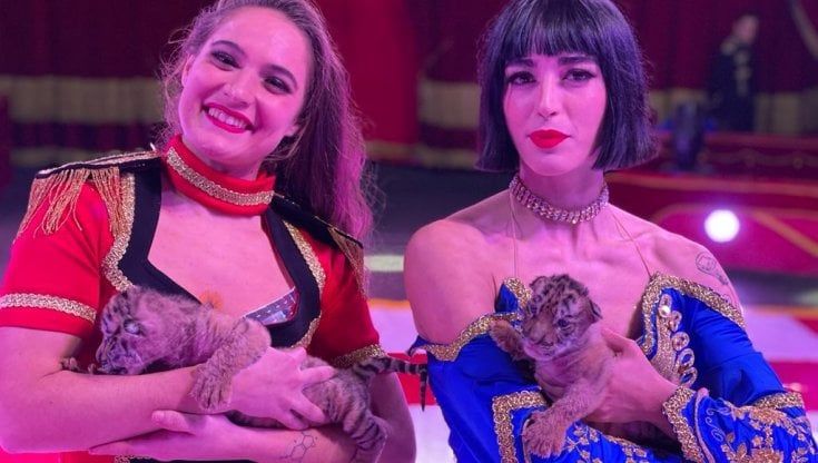 Benvenuti "Conca" e "D'Oro", cuccioli di tigre nati a Palermo