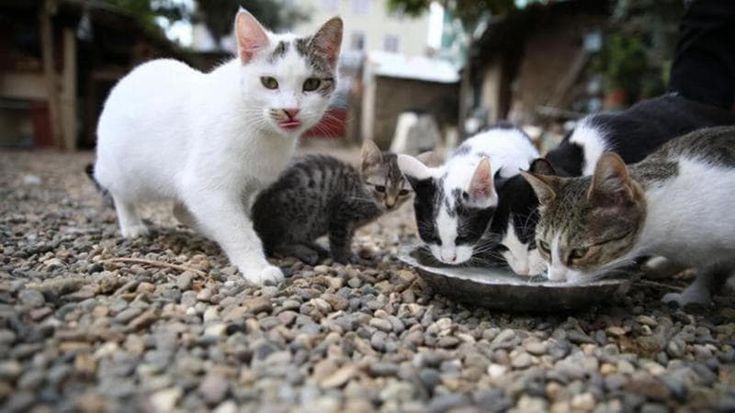 Troppi gatti a Comabbio, il sindaco corre ai ripari: multe fino a 500 euro a chi dà loro da mangiare
