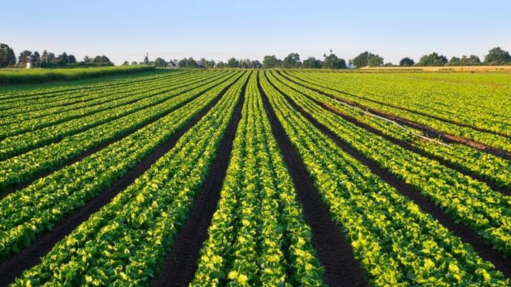 Dalla riduzione dei fertilizzanti alla salvaguardia del suolo: come l’AI cambia l’agricoltura