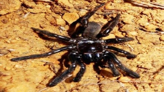 Australia, muore a 43 anni il ragno più vecchio del mondo: ucciso dalla puntura di una vespa 