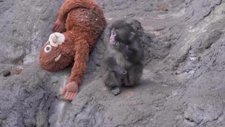 Il piccolo Punch e gli altri macachi giapponesi: polemica sugli abbattimenti