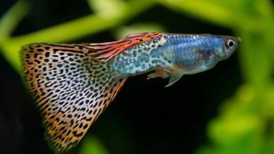 Il corteggiamento dei pesci soppresso dall'acqua inquinata 