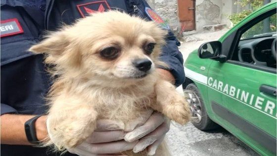 Nocera Inferiore, salvati 17 cagnolini nell’allevamento lager  