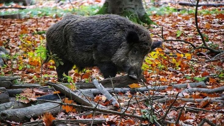 Peste suina, primo caso nel Lazio dopo 2 anni: virus trovato sulla carcassa di un cinghiale a Riano