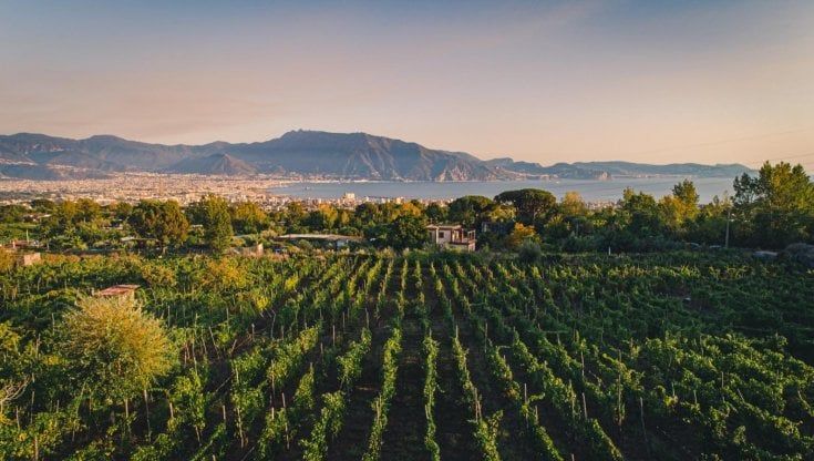 "Campania Wine", degustazioni e tour gratuiti con i consorzi di tutela vini regionali