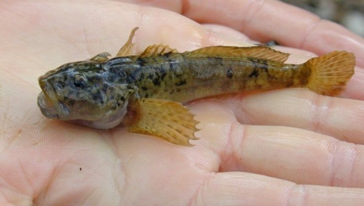 Corsa contro il tempo per salvare sei specie di piccoli pesci del Po