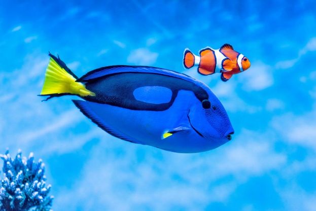 Monterey Bay, nell'acquario californiano dove i registi si ispirano per le loro creazioni animate