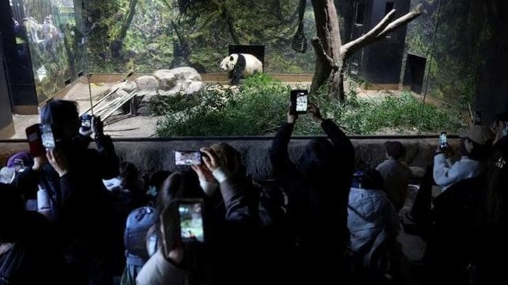 Panda pazienza