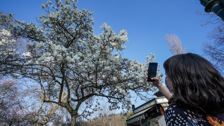  Fioritura prolungata, il regalo del fresco avvio di primavera: Torino come un giardino orientale