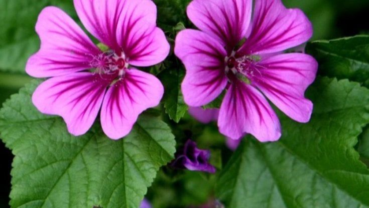 La malva, regina di gennaio, arma green contro i mali dell'inverno