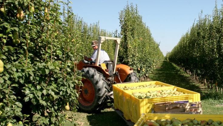 Toscana, pomodori e alberi da frutto muoiono schiantati dal caldo. E i prezzi al mercato salgono