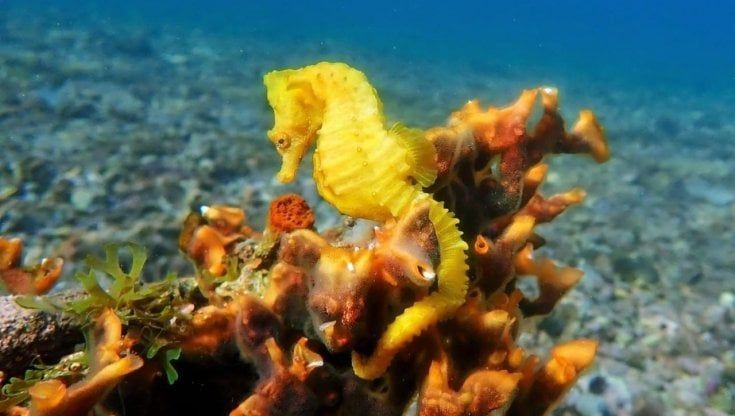 Un cavalluccio marino nel Mar Piccolo: la meraviglia di Taranto che sfida l'inquinamento
