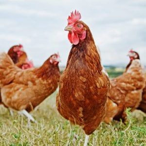 Pollo senza antibiotici, l'etichetta non basta