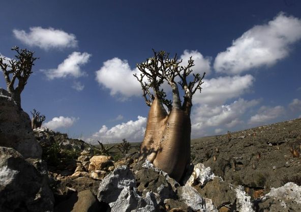 Socotra. Quando la natura stupisce