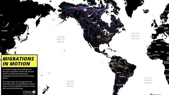 Animali in fuga dai cambiamenti climatici, le mappe delle nuove vie di migrazione