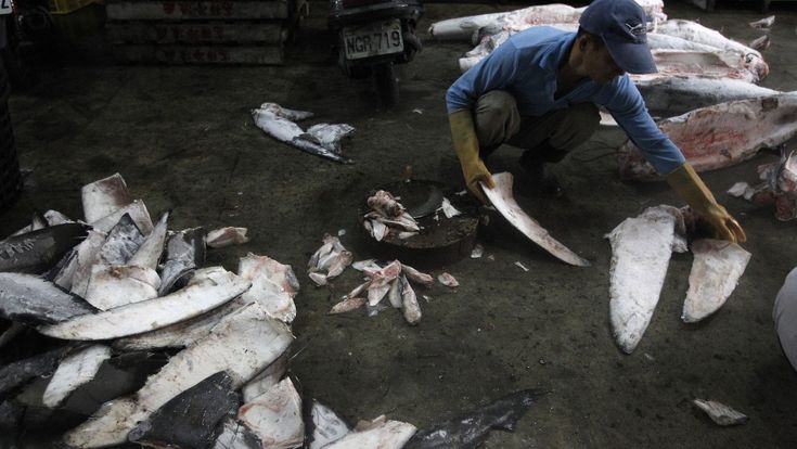 I bracconieri dei mari d’Africa. Pinne di squalo per le tavole d'Asia
