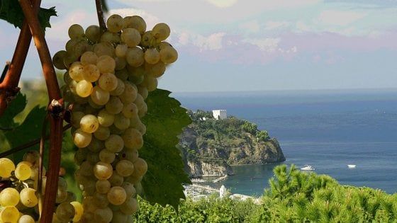 I grandi vini italiani: il Biancolella