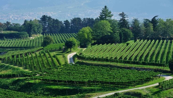 Nel regno della qualità accessibile, dai vini fermi agli spumanti