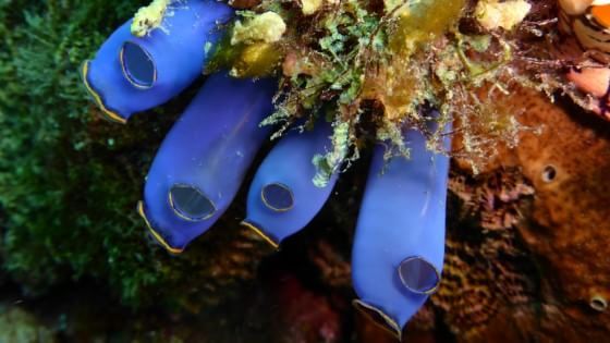 Nei mari delle Filippine, 100 specie di animali mai viste prima