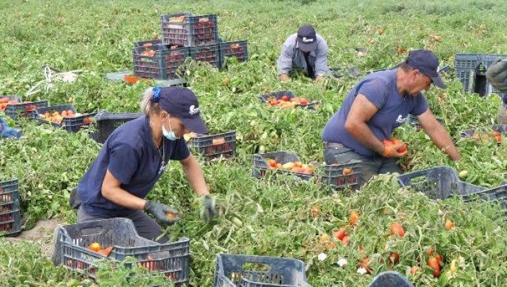 Streameeting Coop, 'L'etica al lavoro': in masseria a Turi storie e idee per la ripartenza 