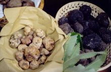 Al Mugello per festeggiare il tartufo