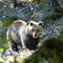Parco nazionale d'Abruzzo, l’orso marsicano era malato: non è stata l’anestesia a ucciderlo