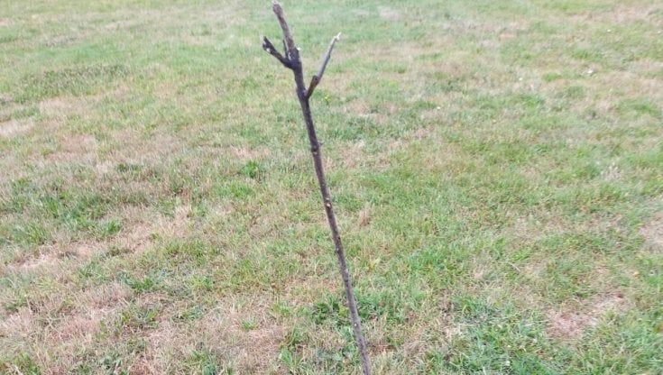 Troppe piante secche, Europa Verde: "Grave problema di inadeguata gestione del verde urbano"