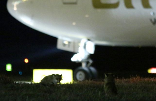 Malpensa versione Zootropolis, la passeggiata delle volpi tra piste e aerei