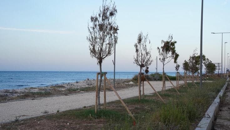 Barriere frangivento sul mare per salvare i pini d’Aleppo già rinsecchiti, il test a Torre Quetta