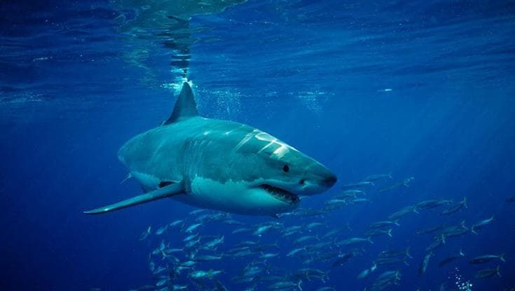 Nuovi denti, nuovo menù: così lo squalo bianco cambia il morso per adattarsi