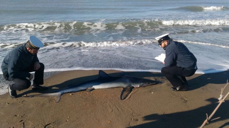 Ostia, squalo di due metri ritrovato in spiaggia