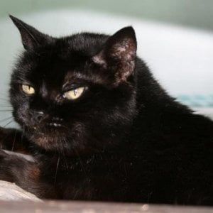 Marsala, l'allarme del Comune: "Qualcuno sevizia i gatti"