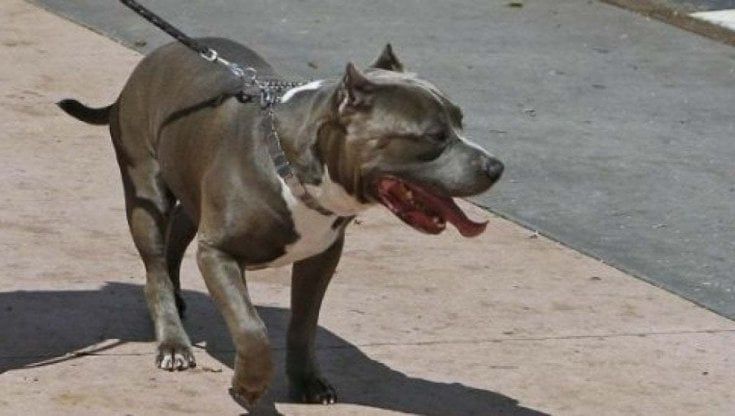 Wwf Napoli, liberati 8 pitbull lasciati al sole in catene